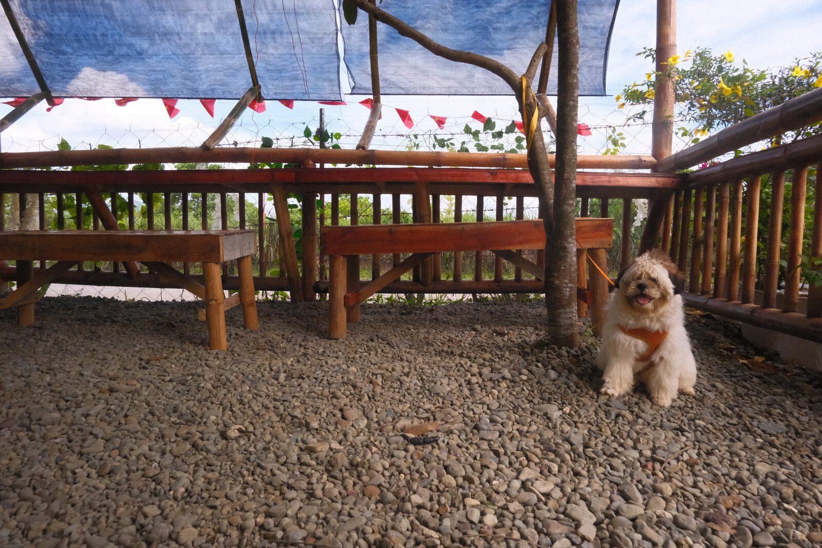 Garden seating area with the café dog